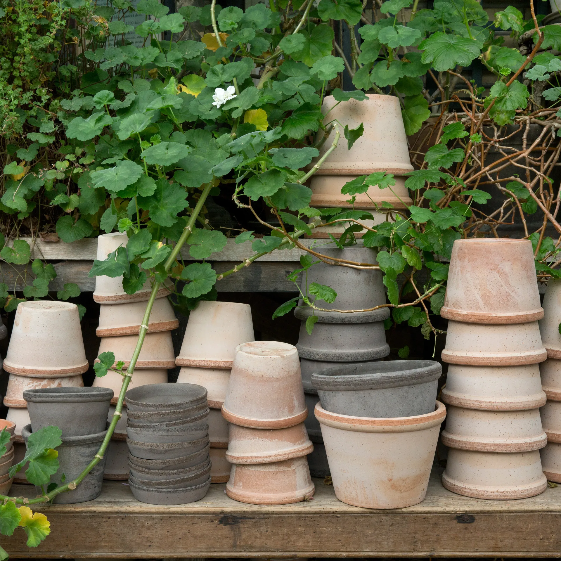 Parade flower pot Ø15 cm, pink Bergs Potter