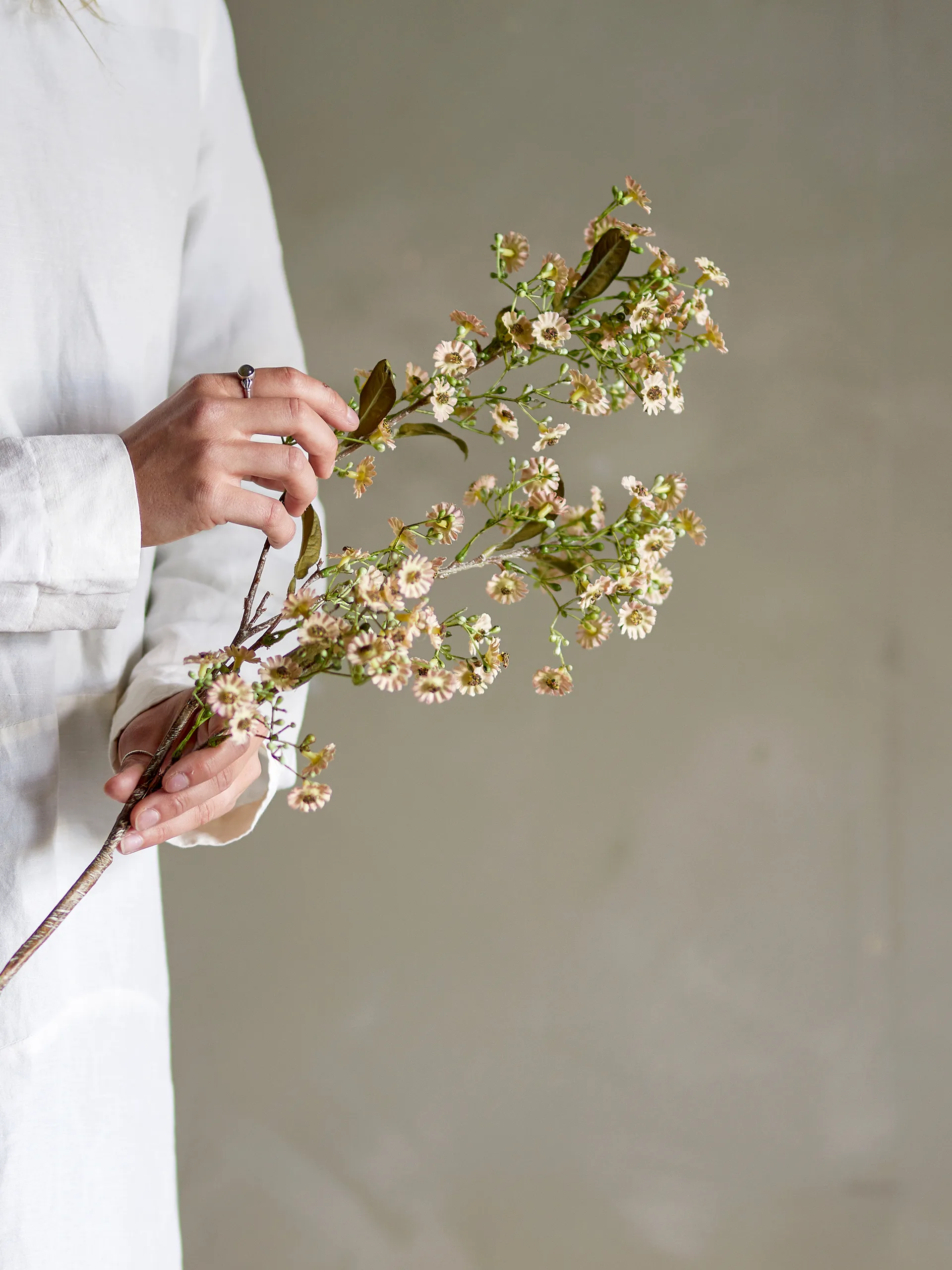 Stem wax flower, White Bloomingville