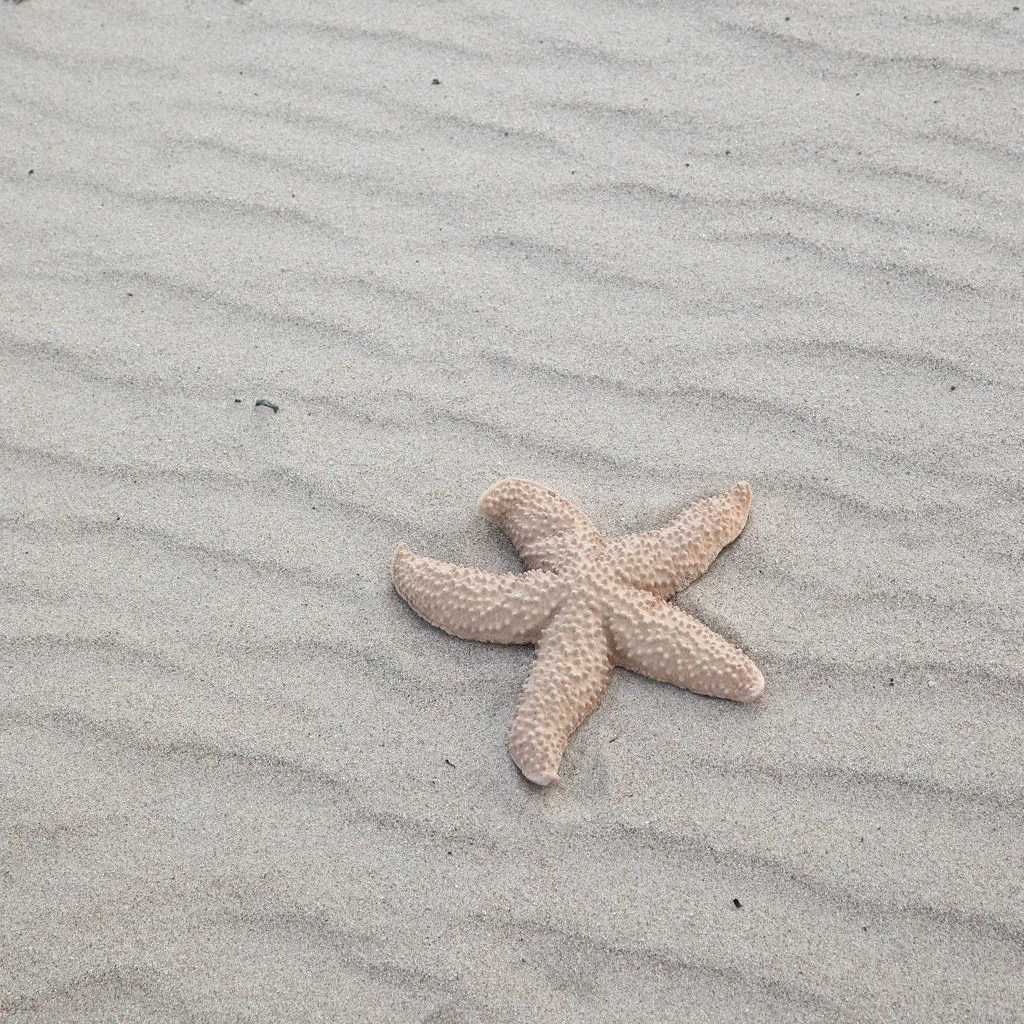 Mandy starfish, Beige Byon