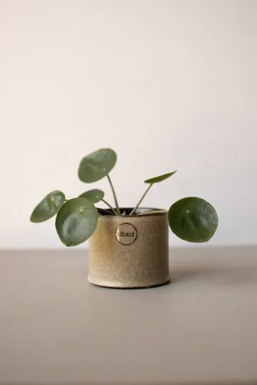Astillbe flower pot small Ø7 cm - Beige - DBKD