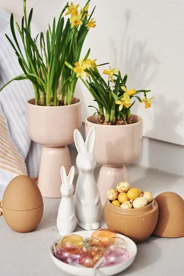 Swedish rabbit large - white - DBKD