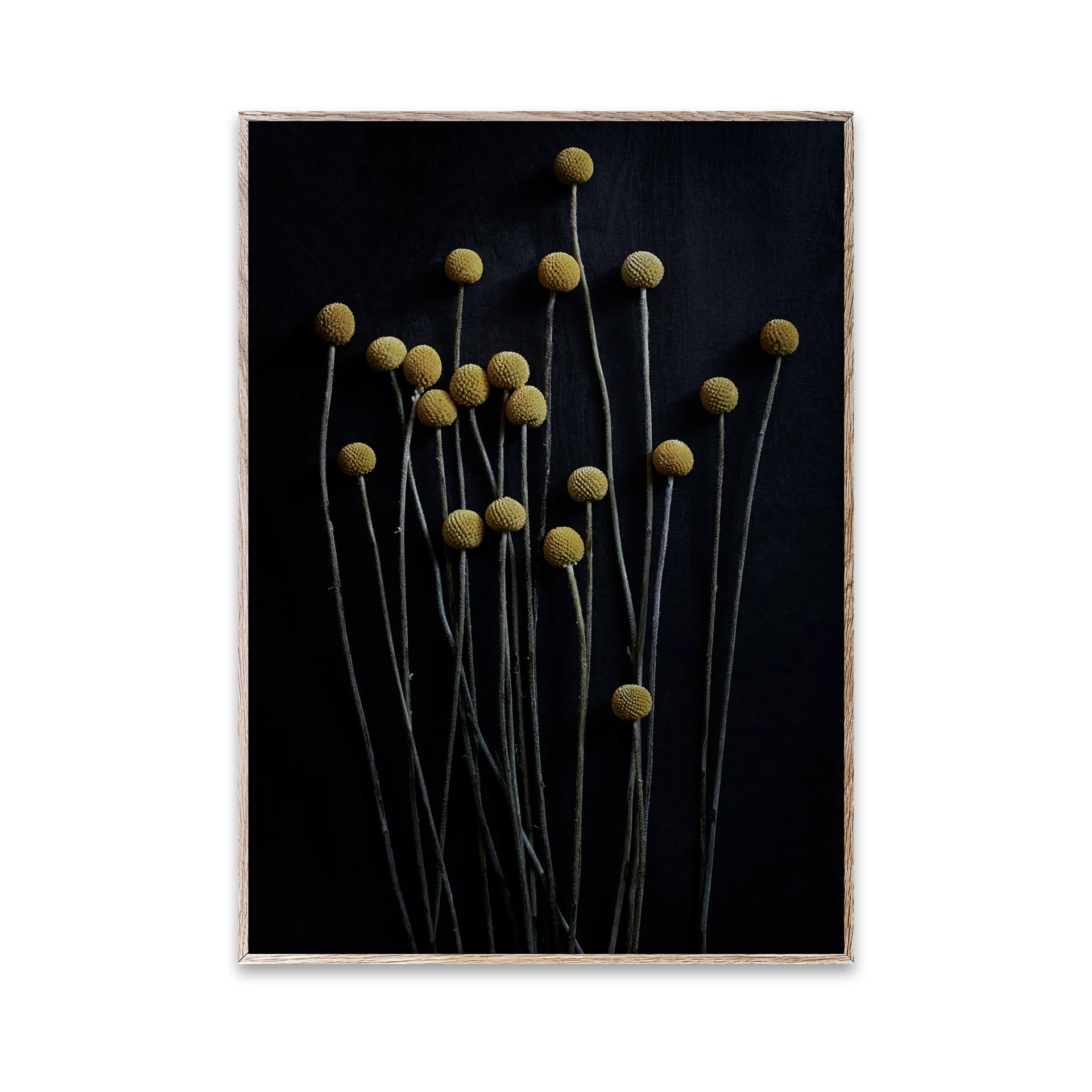 Sto Life 01 Yellow Drumsticks poster, 30x40 cm Paper Collective
