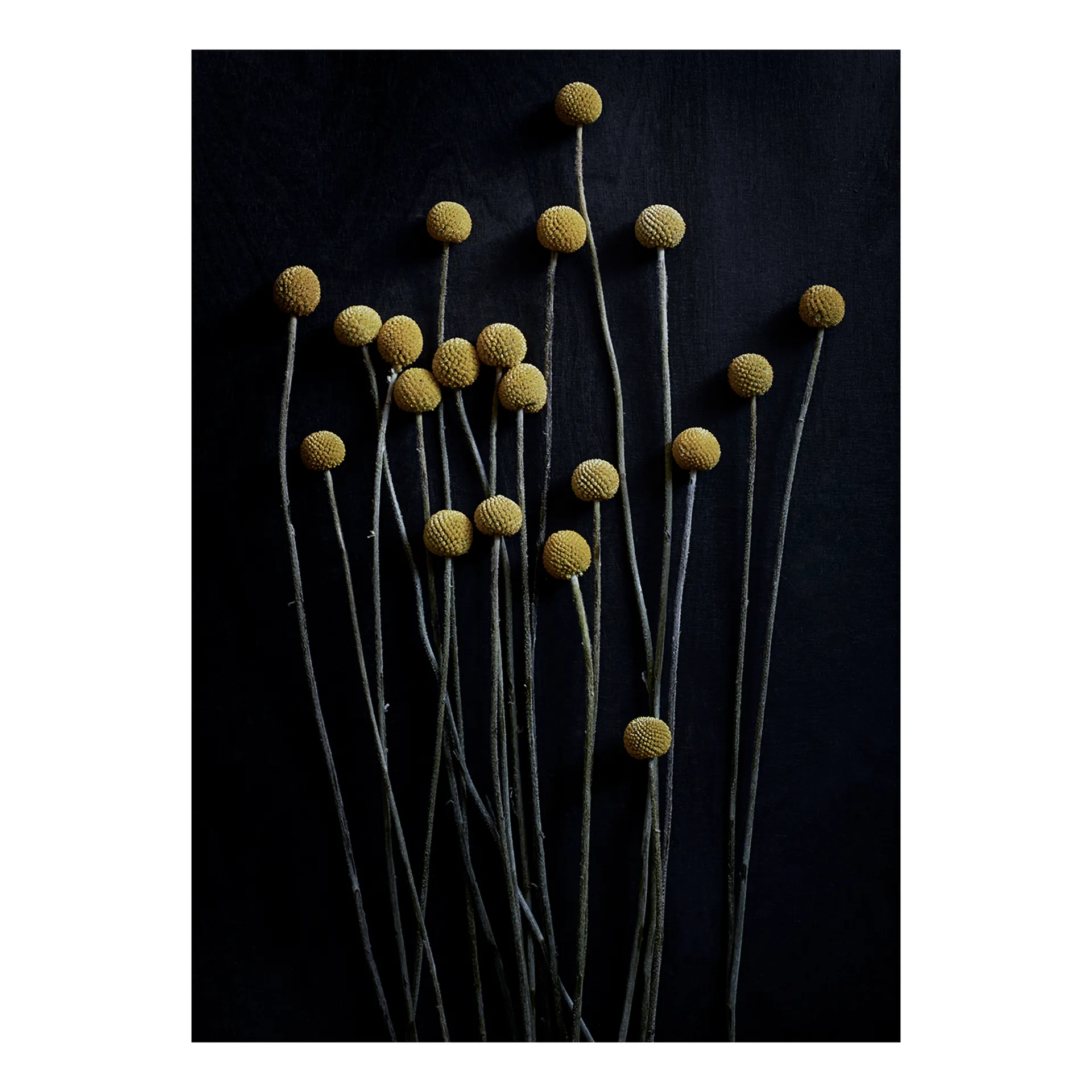 Sto Life 01 Yellow Drumsticks poster, 30x40 cm Paper Collective