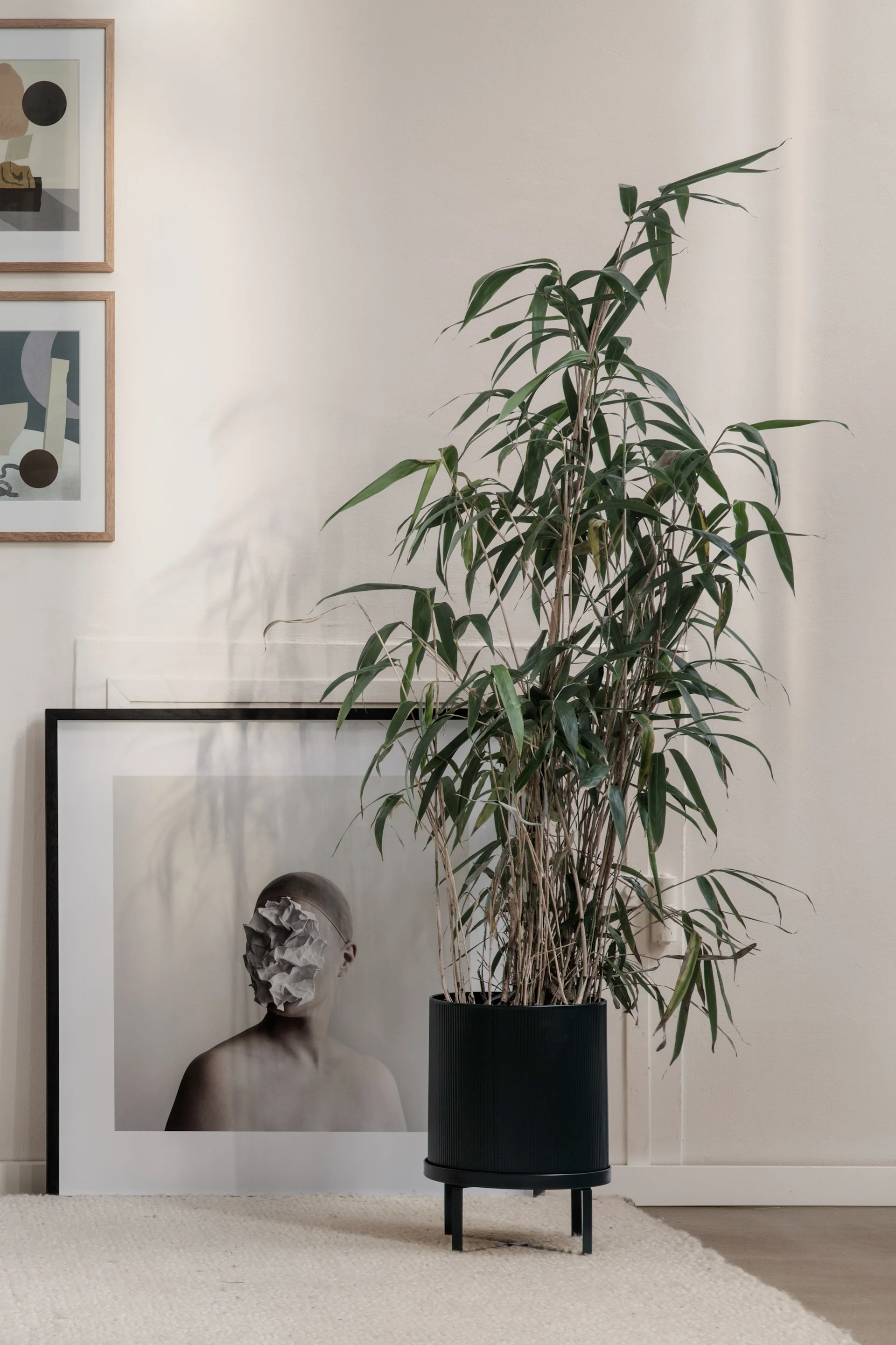 A tall green plant in a black fluted planter on a stand, placed on a light rug, with framed abstract art behind it and on the wall.