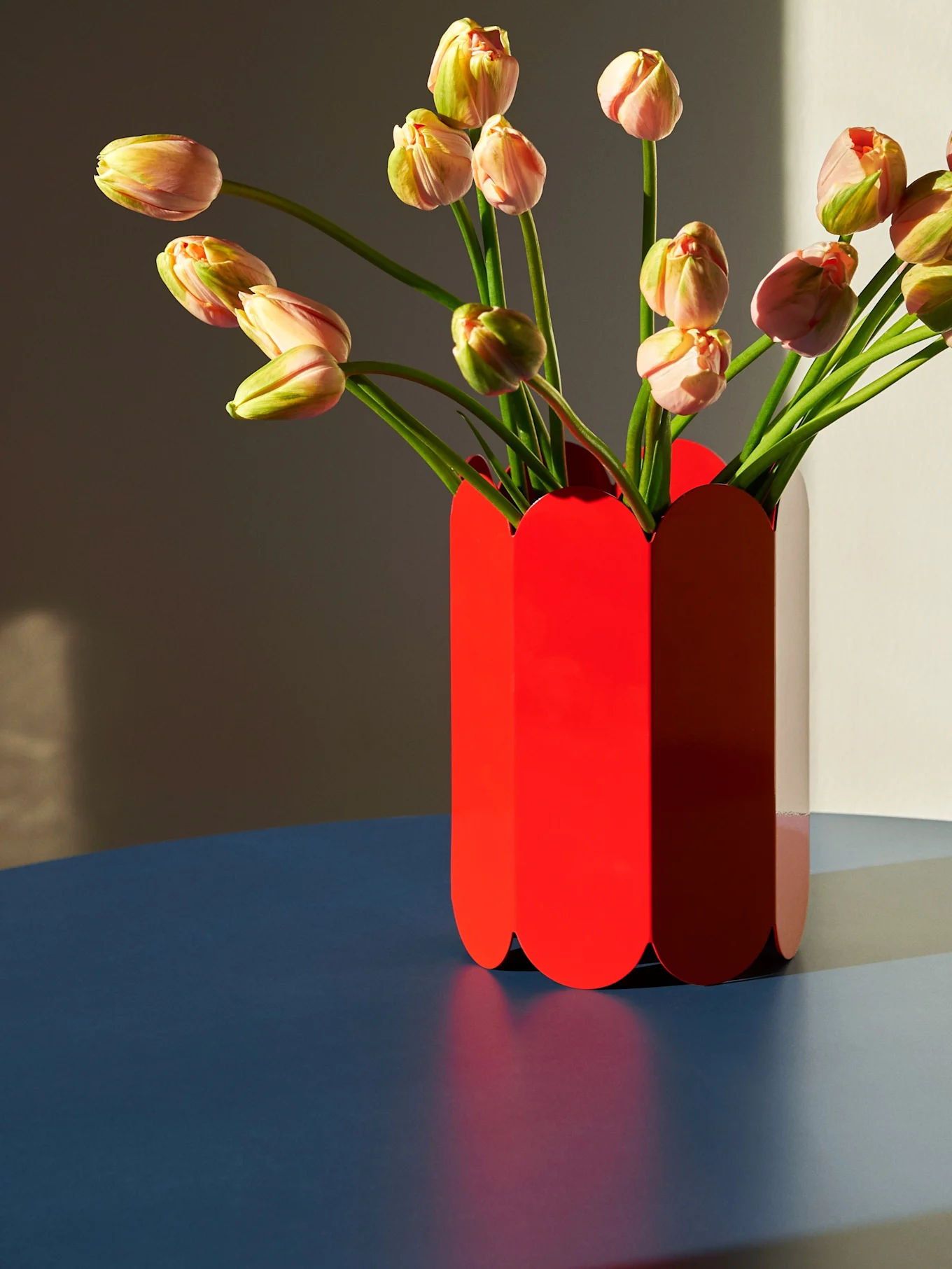 Light pink and green tulips in a vibrant red scalloped vase on a dark blue surface with sunlight creating shadows.