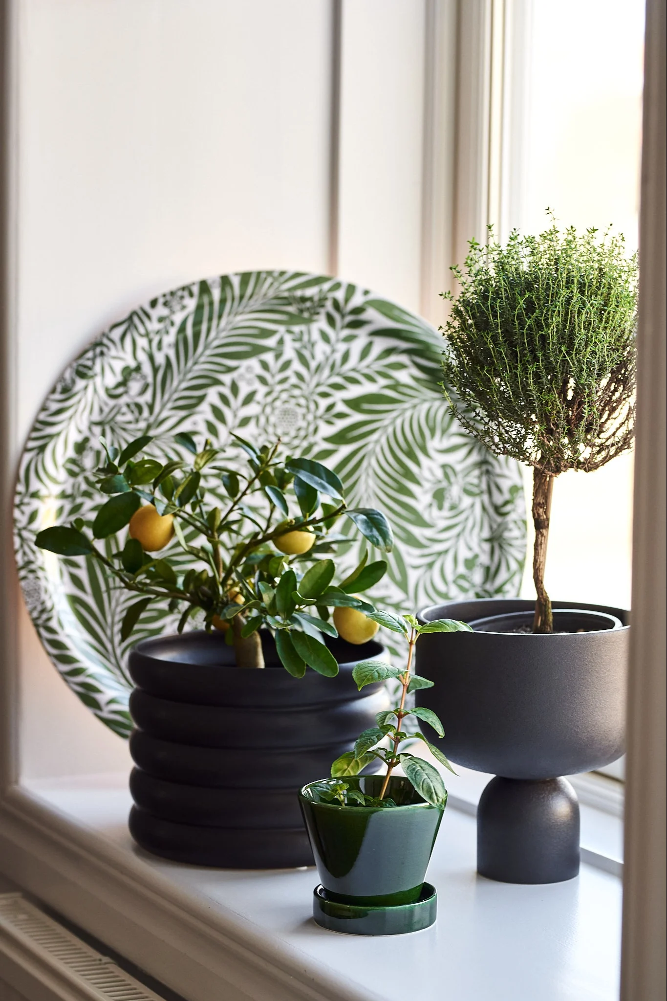Three potted plants on a windowsill: a citrus plant, a small green plant, and a thyme topiary. A white plate with a green leaf pattern is behind.
