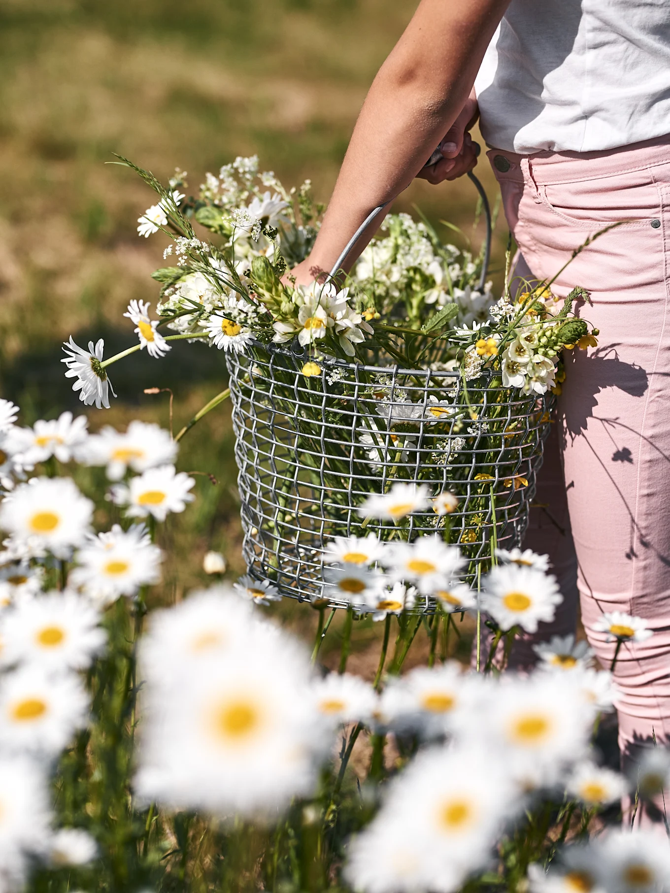 Close-up of a person in pink pants holding a wire basket filled with white and yellow wildflowers in a field of daisies.