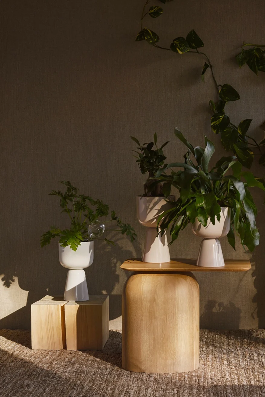 Three potted plants in light planters on wooden tables and blocks, with a climbing vine on a textured wall.