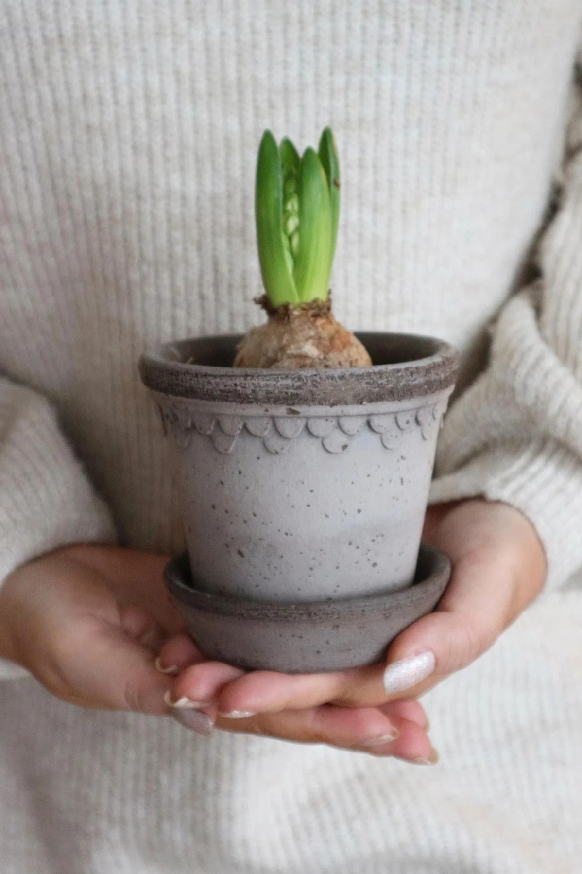 Hands holding a grey pot with a green hyacinth sprout.